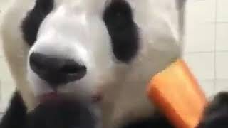 Panda chews a carrot 🥕 loudly