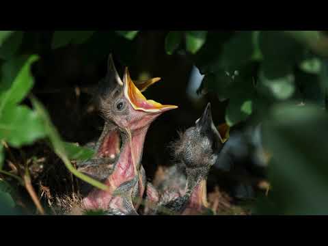 How do birds leave the nest? l Avian Adventures, Episode 7