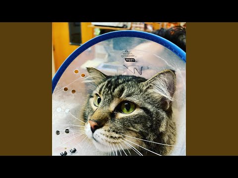 Half Raccoon video