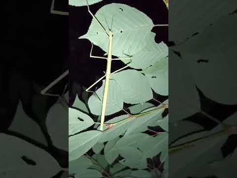 ナナフシ - 種類、特徴、繁殖、生息地