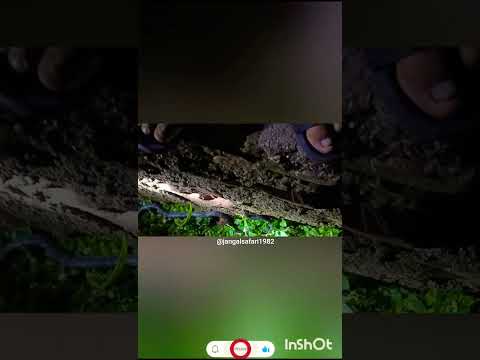 स्वागत है दोस्तो जंगल सफारी पर। #adventureawaits #wildlifeentertainment #snake #nature #राजस्थान