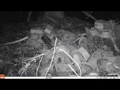 心理学科 ニホンイタチ（人間環境大学演習林にて撮影）