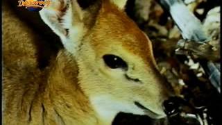 Download lagu Mother warthog reunites with its missing child mp3