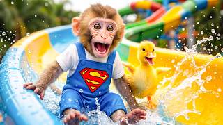 Download lagu Smart Mono the Monkey Renovates a Colorful Balloon House and Bathes with Puppies and Ducklings mp3