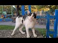 The Cute Cat Is Crying Because It Is Very Hungry