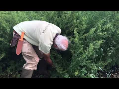Sweet Annie  (Artemisia annua) - How to Grow & Harvest with Michael Pilarski "Skeeter"