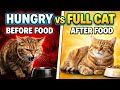Hungry Orange Cat Vs After Eating Cat Mood Change