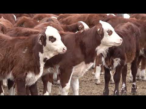 Destete precoz en Estancia La Carreta / Remate: viernes 8 de agosto en Villa Minetti (Santa Fe)