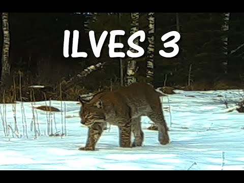 Ilves 3