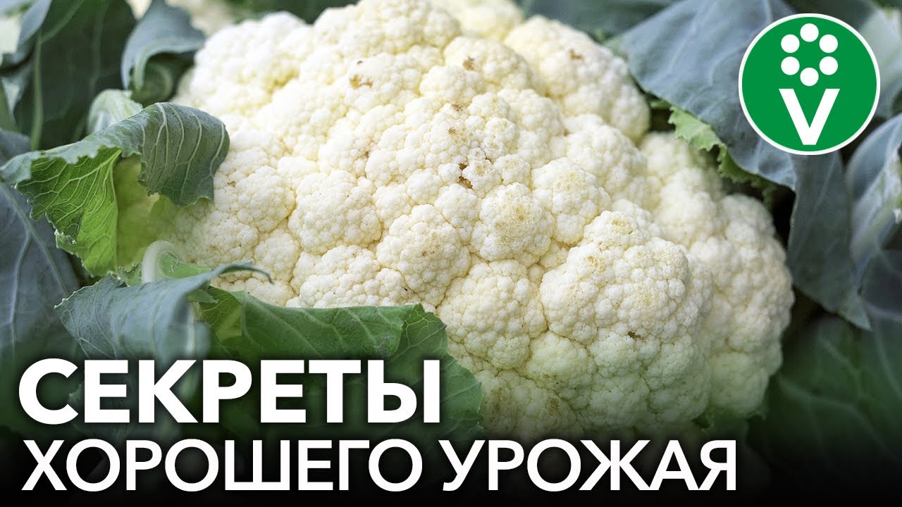 Секреты защиты от вредителей