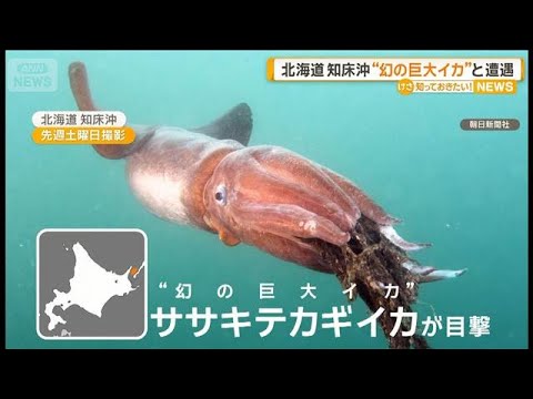 幻の巨大イカ」のYahoo!リアルタイム検索 - X（旧Twitter）を