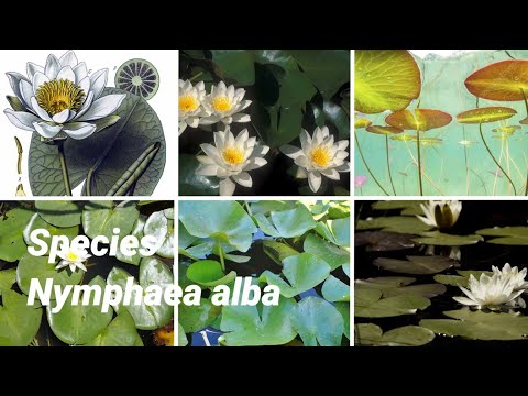 Nymphaea alba species| Plants of earth| 1minute video