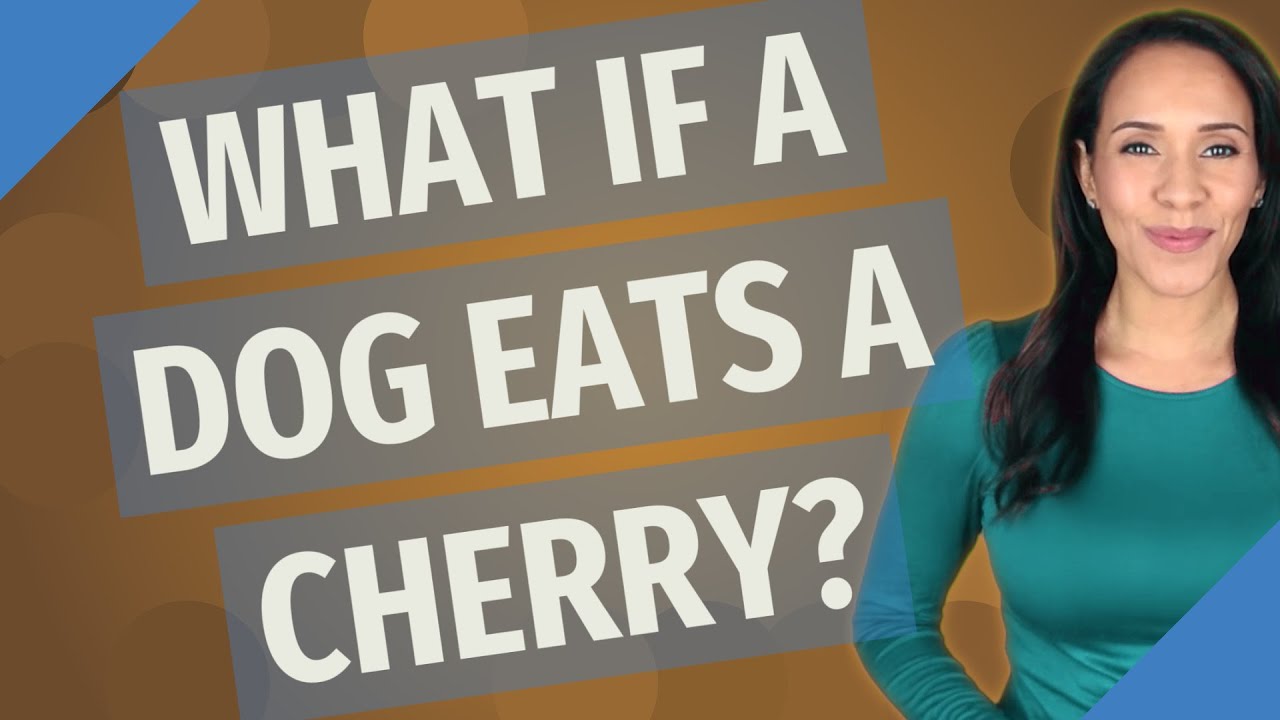 What Happens When a Dog Eats a Cherry Pit? Understanding the Risks and