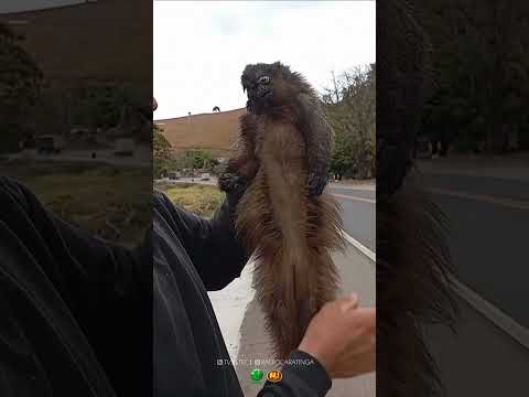 MACACO É ENCONTRADO SEM VIDA NA BR-116 EM SANTA BÁRBARA DO LESTE/MG