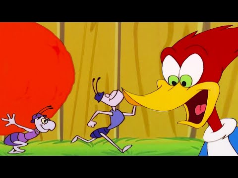 Pica-Pau vs. Formigas | Pica-Pau em Português