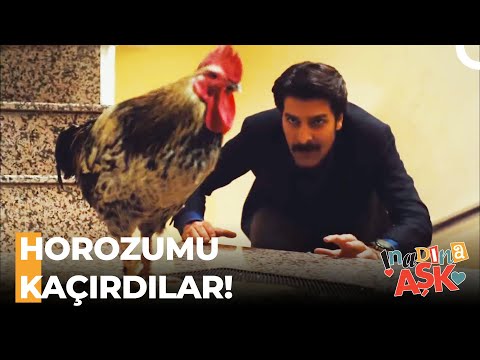 Toprak'ın Horozla Mücadelesi - İnadına Aşk