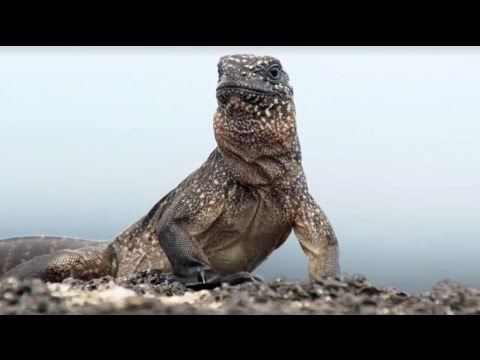 NOTAS DE SÓTANO - NO PARES