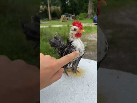 Serama #farmlife #animals #cute #poultry_business #chicken #serama #baby #MalaysianSramas #pets