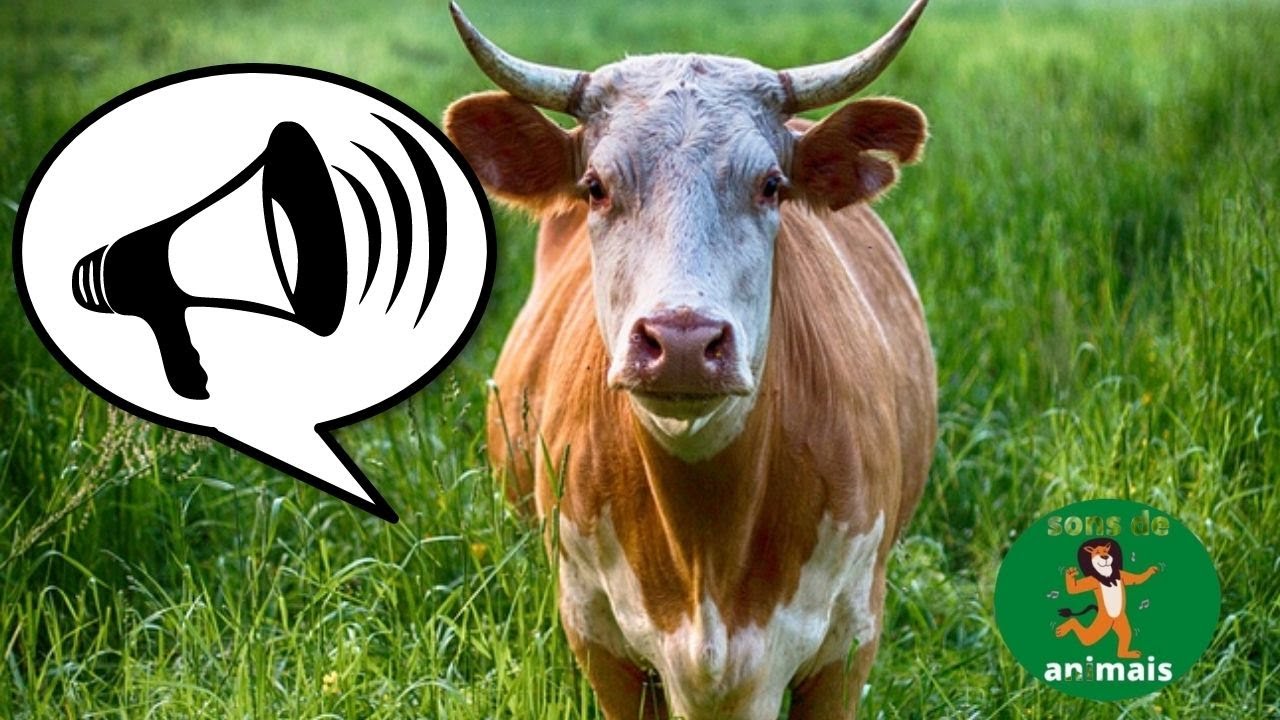 Watch Now BOI MUGINDO // BARULHO DE BOI // SONS DE BOI BOI MUGINDO // BARULHO DE BOI // SONS DE BOI