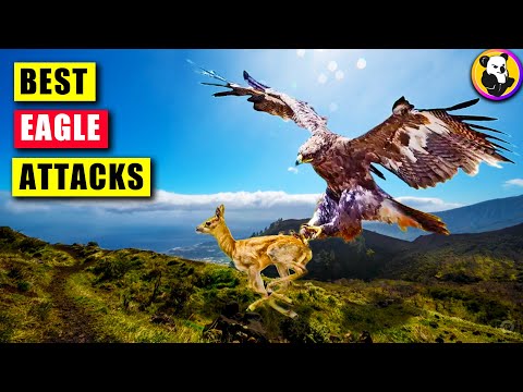 Best Eagle Attacks Caught On Video Camera !!
