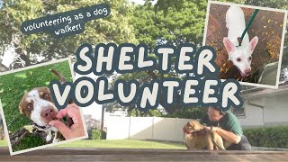 Volunteering at an Animal Shelter