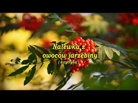 Nalewka z owoców jarzębiny ( z cytryną ).