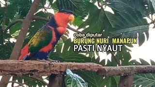Download lagu Suara terbaik bikin burung nuri malas dan macet di manapun semua ikut berbunyi@nurimenarik4059 mp3 Download lagu Suara terbaik bikin burung nuri malas dan macet di manapun semua ikut berbunyi@nurimenarik4059 mp3