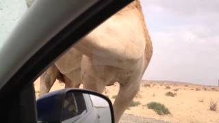 Camel's curiosity