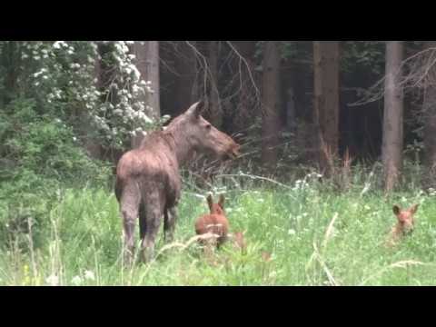 Elch - Wappenwild Masurens