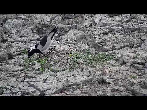 Djuma: Blacksmith Lapwing with remaining egg - 16:53 - 08/29/20