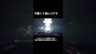 #ポケモンSV シーズン1 可愛い風船コアラが強い！