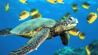 Love comes - The posies