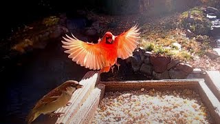 Littlehouse Live Two (Live Stream) live webcam