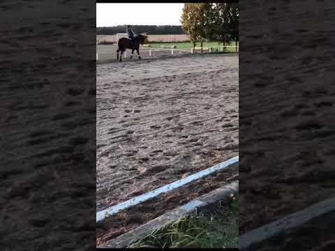 Bente Schnier & Fürst Marley S