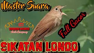 Download lagu Suara Master Burung Sikatan Londo ll asli masteran jitu untuk semua jenis burung mp3