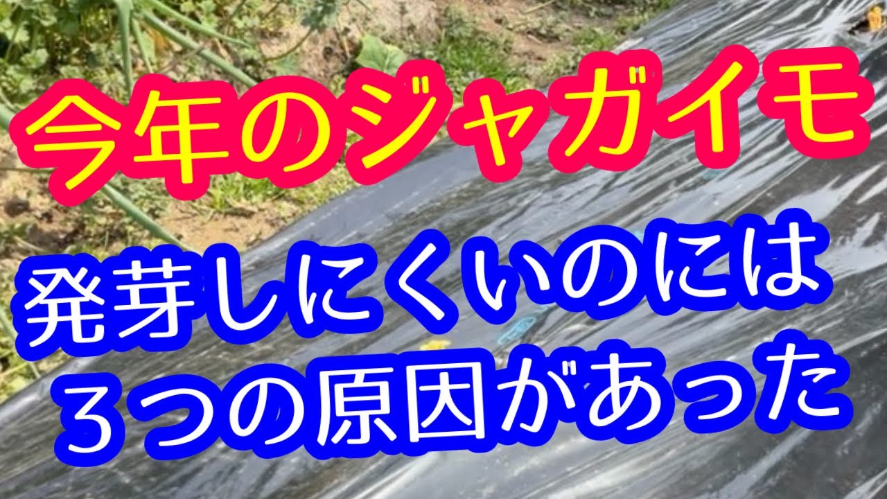 【ジャガイモ】なかなか発芽してこないのには３つの原因があります。