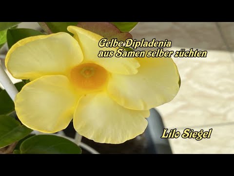 Gelbe Dipladenia Mandevilla aus Samen ??? selber züchten - Lilo Siegel