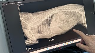 HOW MUCH DOES IT COST FOR A DOG CHECK-UP IN SINGAPORE (tagalog) #vetsg #dogcheckupsg #vetcheckupcost