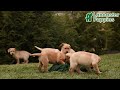 Labrador Retriever dogs for sale: Lulu - Video 1