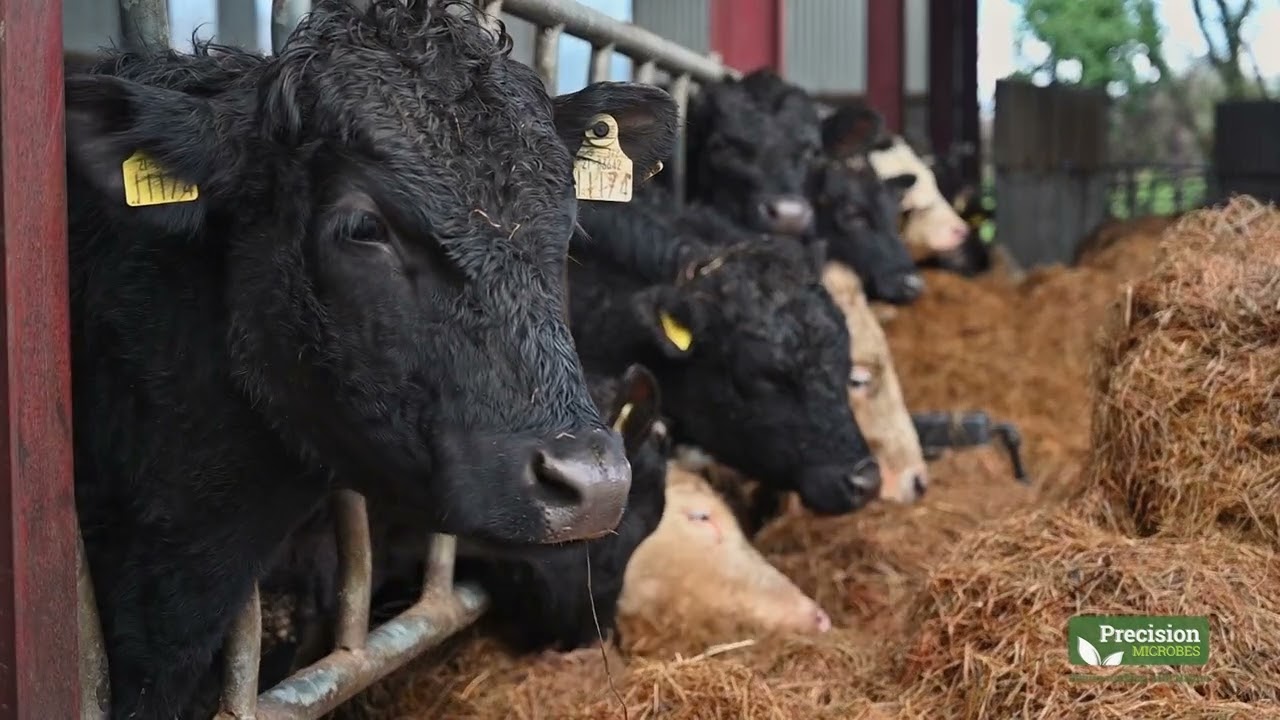 Weaning Dairy Calves: The Critical Transition