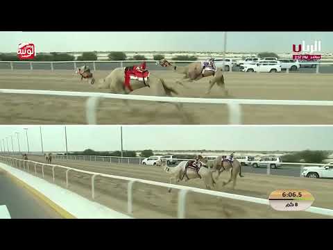 ش 8 (الفارس) لـ هجن الشحانية 12:32:77 ، مهرجان ختامي الشحانية 2026/04/28 زمول