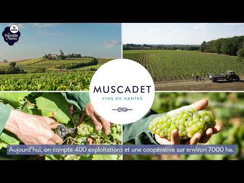 Découverte du vignoble