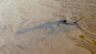 preview picture of video 'Prehistoric Paddlefish Back in Caddo Lake - Texas Parks and Wildlife [Official]'