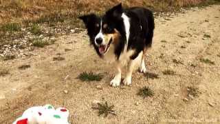 preview picture of video 'The Amazing Skidboot's Trick performed by Damon the Border Collie'