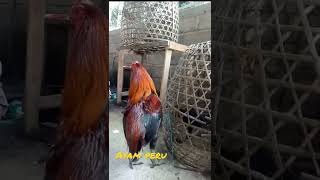 Download lagu #ini#dia#ayam#jagoku# mp3 Download lagu #ini#dia#ayam#jagoku# mp3