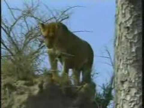Lions-Cubs-Buffalo Kill Pt.6