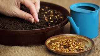 How to Plant Flower Seeds