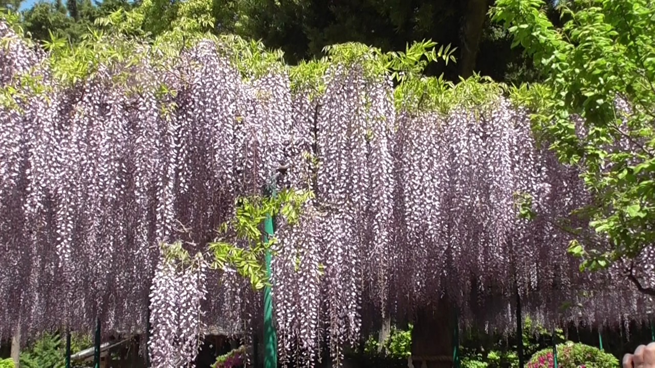 住吉神社（魚住町中尾）　藤の花　Youtube動画