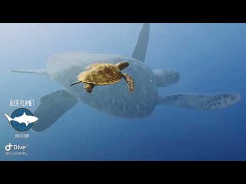 Blue Planet dive resort, South Sulawesi - Indonesia - Presentation