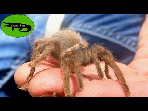 タランチュラ…ルイジアナに!?